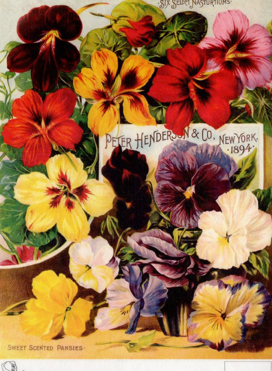 Calambour Peter Henderson Scented pansies Rice Paper A4 8.3 X 11.7 inches