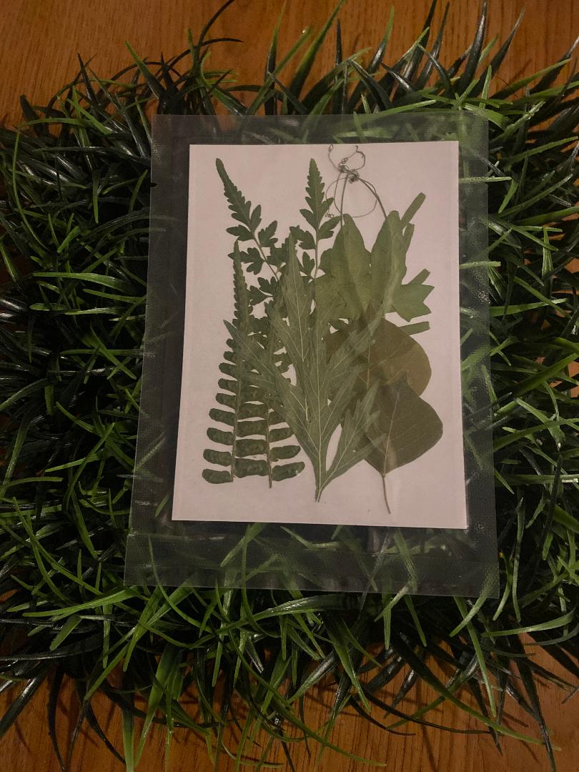 Pressed Flowers , greens