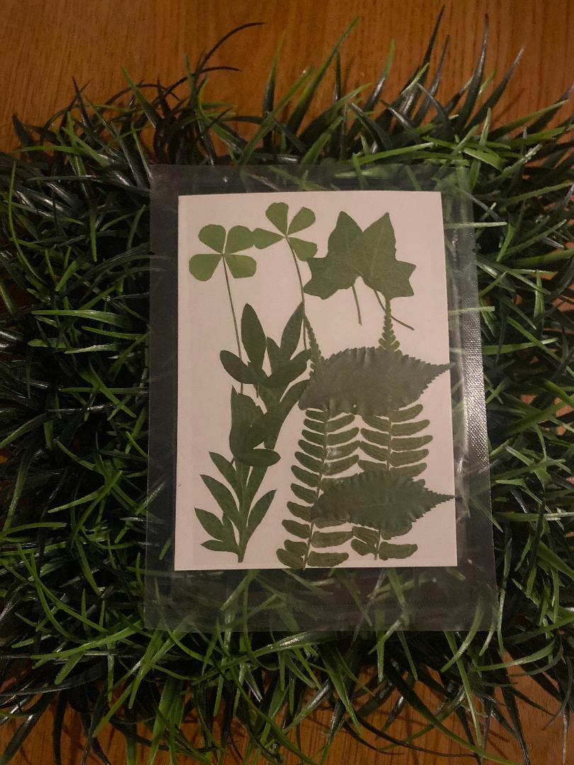 Pressed Flowers , greens