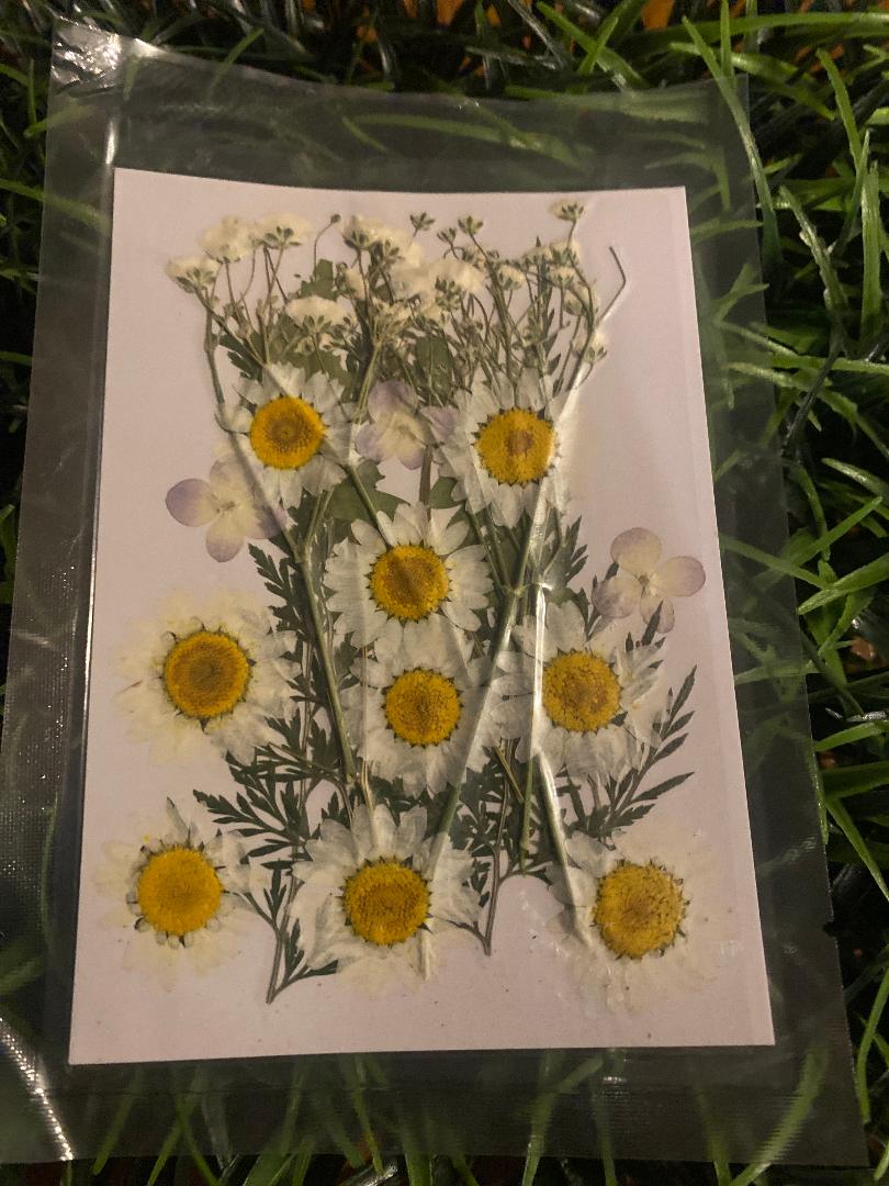 Pressed Flowers , greens