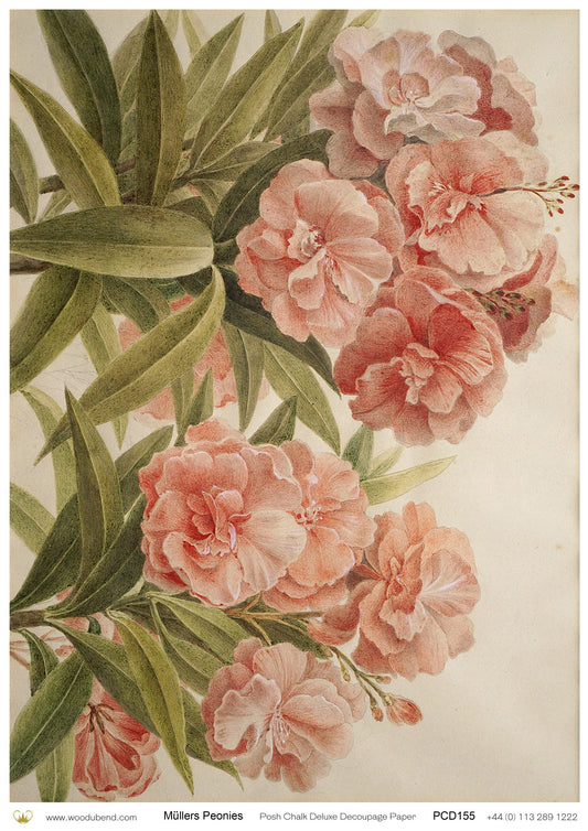 Posh Chalk Deluxe Decoupage Paper MULLERS PEONIES  A3 (11.7 X 16.5 INCHES)